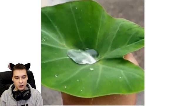 ПОПРОБУЙ НЕ СКАЗАТЬ «ВАУ» ЧЕЛЛЕНДЖ 😱 САМОЕ ПРИЯТНОЕ ВИДЕО В МИРЕ