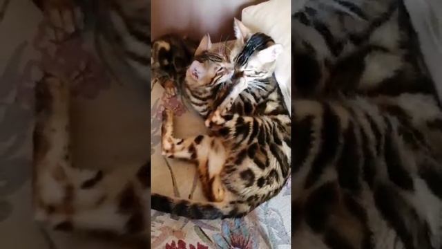 Кушать хочется, а мама не даёт