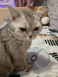 трансиля подпишитесь на канал •🤍Dasha_DIY🤍•