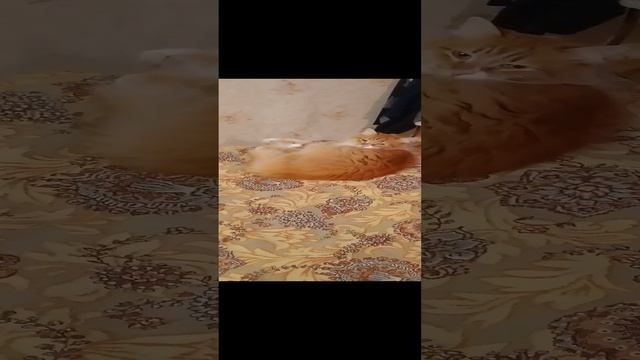 🐈🐈⬛🐈🐈⬛🐈🐈⬛Золтон и Лада братик с сестричкой.