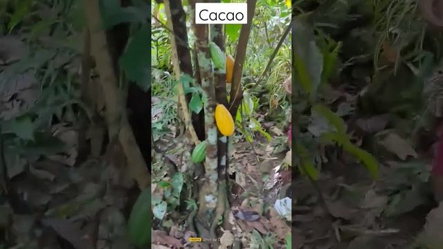 Cacao #shorts