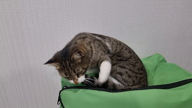 Кошка в добрые руки