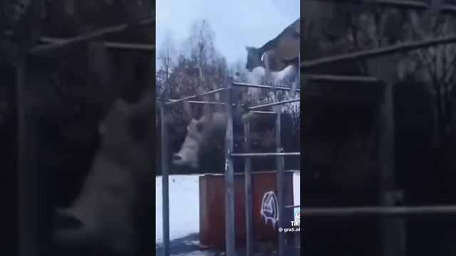 scene_output.mp4