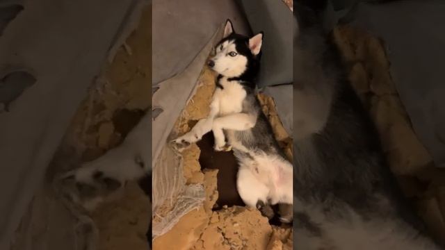 66822300_298847424_1268010167273763_514135929248215100_n