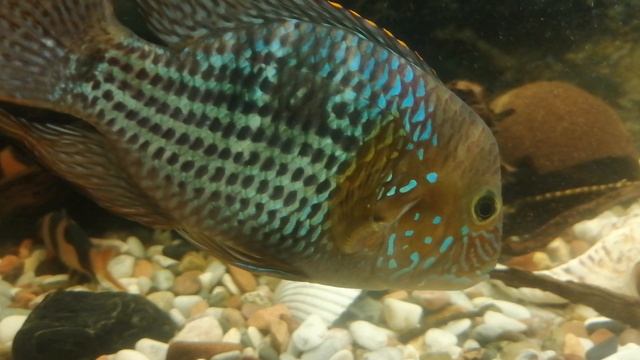 Боция клоун 🐠🤡