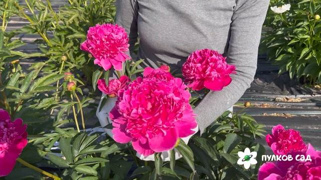 Waikiki peony. Вайкики пион. Пулков сад