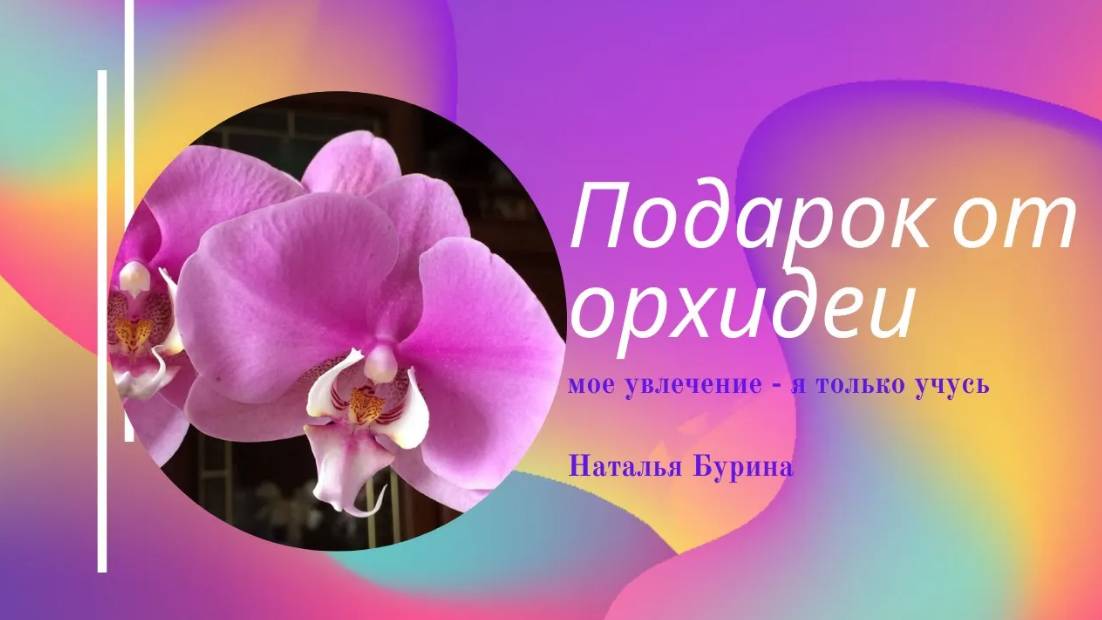 Как орхидея сделала мне подарок (Хило Лип)