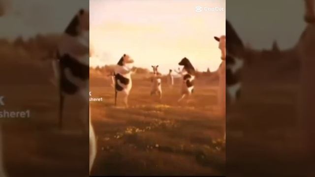 Коровы 🐄  танцуют