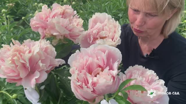 Pastelorama peony. Пастелорама пион. Пулков сад (2024 г)