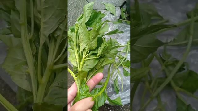 Dahon ng Sili