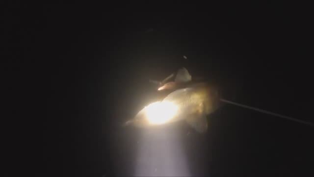 Ночная подводная охота на треску в Балтийском море