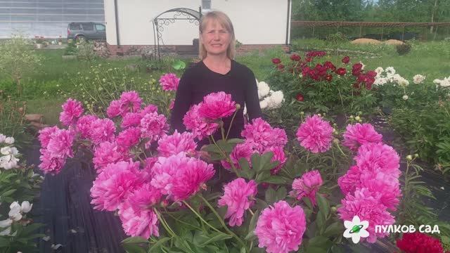 Juliska peony. Джулиска пион. Пулков сад (2024 г)