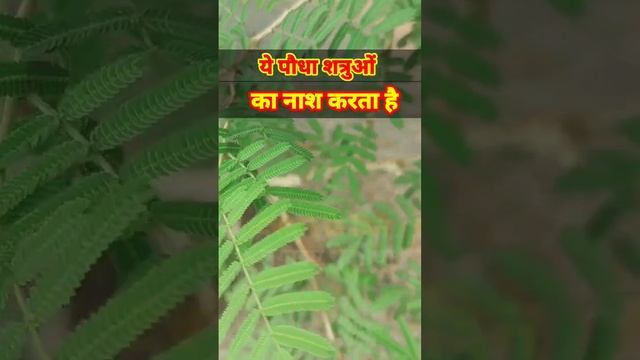 दशहरे पर लगाएं ये पौधा। ये शत्रुओं का नाश करता है कर्ज से मुक्ति दिलाता है #shorts #dasehra