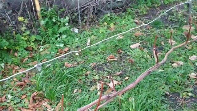 Виноград. Уложили лозы и будем резать на рожки