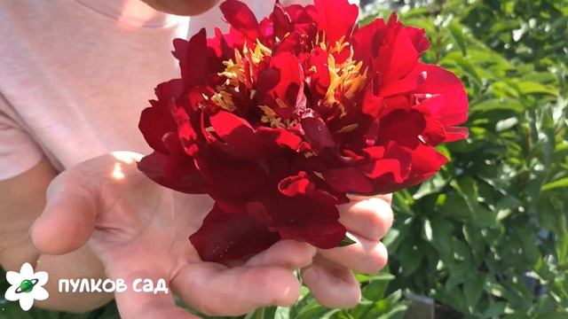 Buckeye belle peony. Бакай Белле пион. Пулков сад