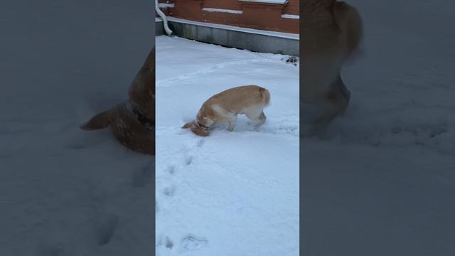 как же она скучает по снегу 😊