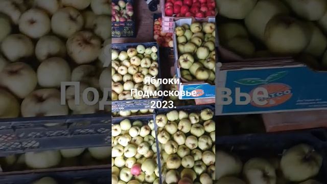 Проба урожая винограда 2023. Подмосковье