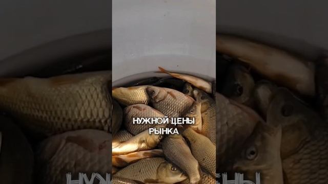 РЫБОВОДНЫЙ БИЗНЕС ВСЁ?