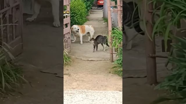 Cat and dog funniest