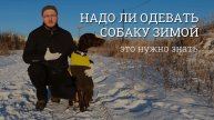 Надо ли одевать собаку зимой. Переохлаждение и болезни. Это должен знать начинающий владелец собаки