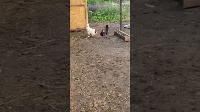 Бой KFC 2 часть