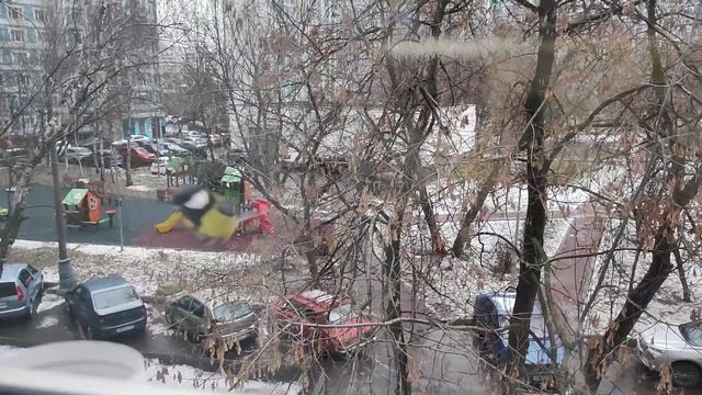 Синички
