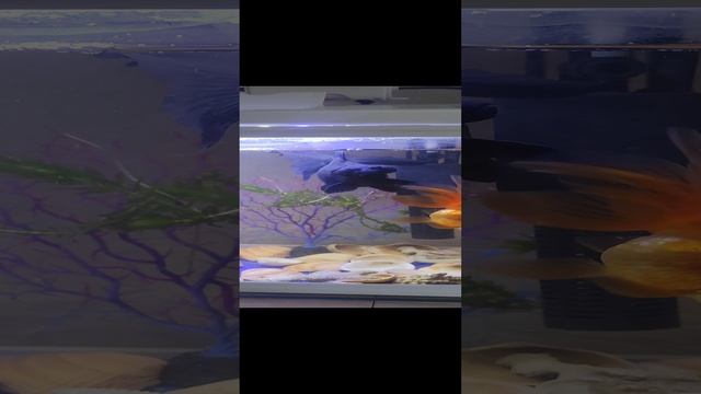 VID_20250107_113129