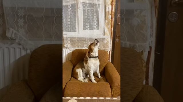 Бигль Санта поет