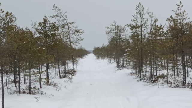 Болото оршинский мох, снегоходкапо болоту