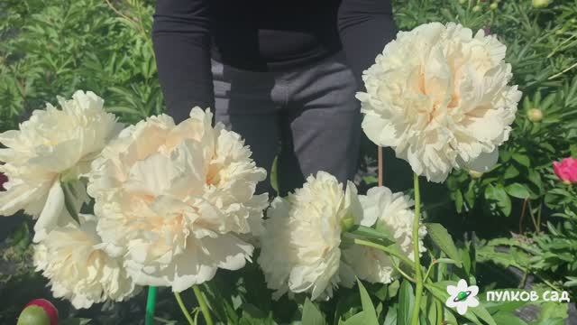 Seidl's Super peony. Сейдлс Супер пион. Пулков сад (2024г)