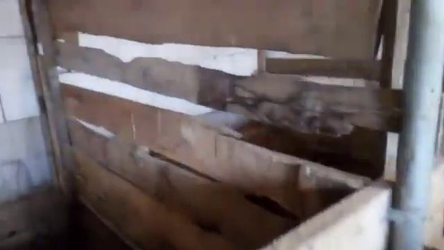 Отдаем чистокровных поросят дюрков/Наши индюки/Телочка/Эльза