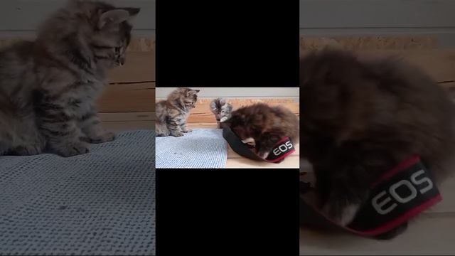 Тимошины внучки. Котята курильский бобтейл