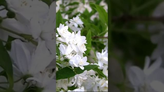 Дейция. Дмитрий Шлапак