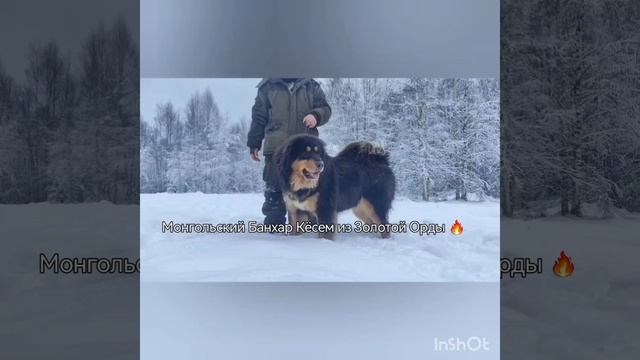 Супер Монгольский Банхар Кёсем 🔥🌹