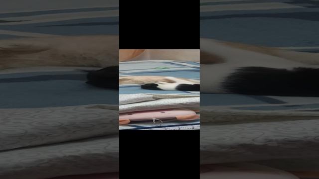 КотобоЙ 2