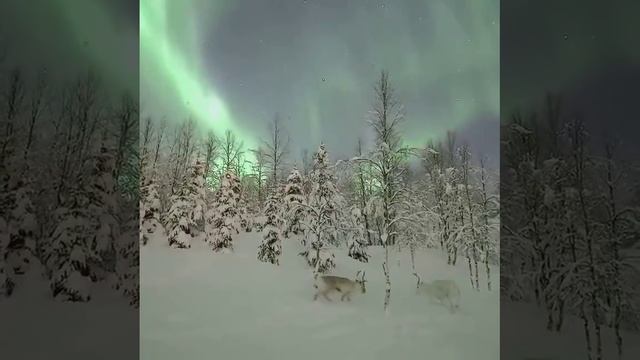 Северные олени на фоне полярного сияния (остров Сенья, Норвегия).