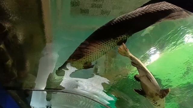 Эльдар Богунов "Подводный мир"