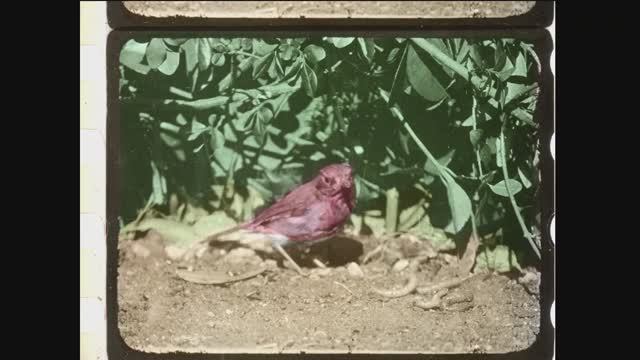 Редкая 35-мм.киноплёнка, раскрашенная вручную (1916 год)