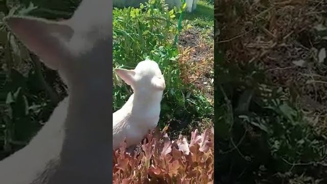 Бессовестный чихуа