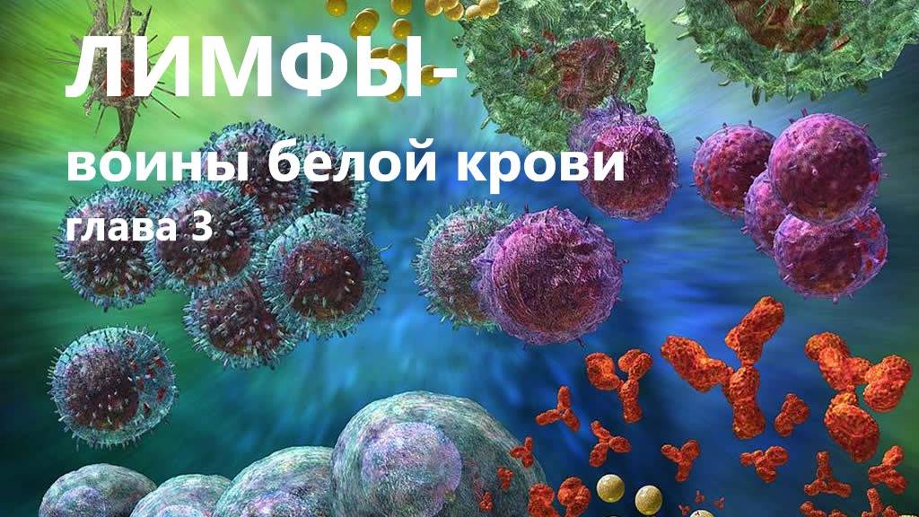 Лимфы. Воины белой крови. Глава третья. Школа лимфоцитов. Урок 2.