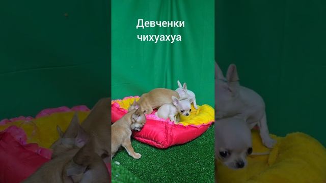 1000041127.mp4