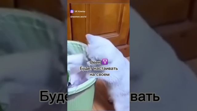 Кэт гороскоп.mp4