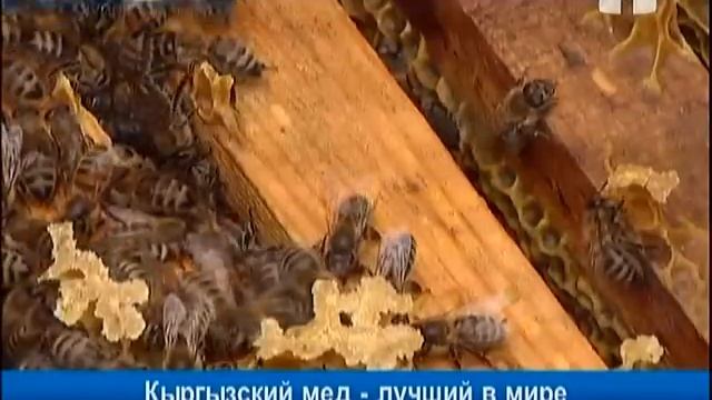Кыргызский мед - лучший в мире