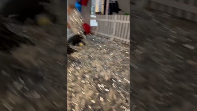 БУМАЖНОЕ ШОУ