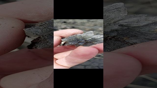 кристаллы гипса
