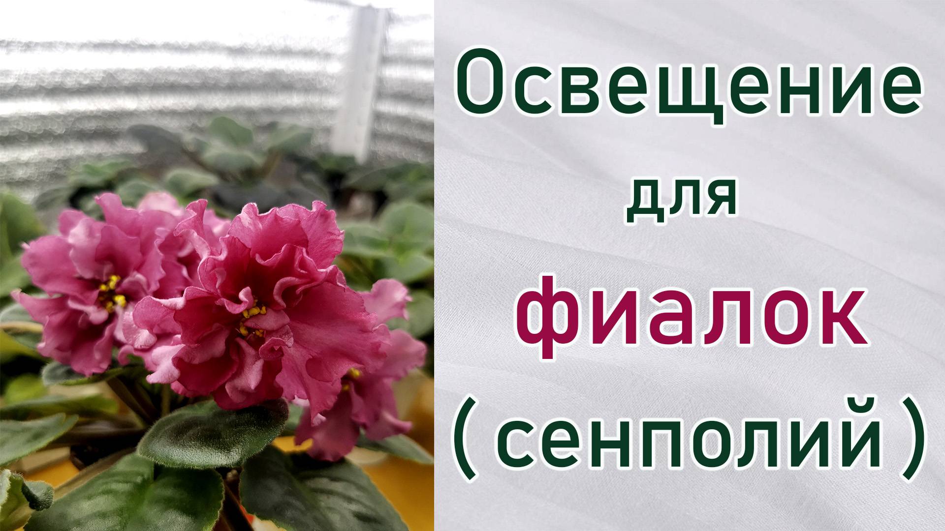 Какое освещение нужно фиалкам (сенполиям). Влияние пересвета и недостаточного освещения.