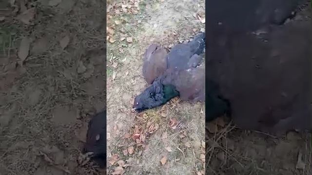 второй