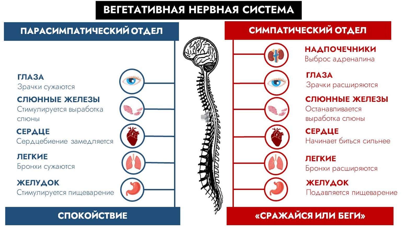 Панические атаки. Физиология