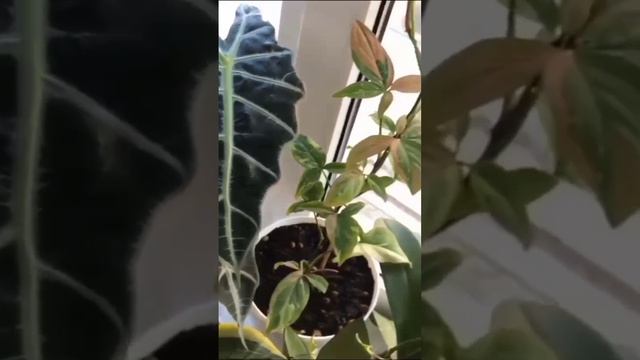 Мои любимые цветы)💗🍀
