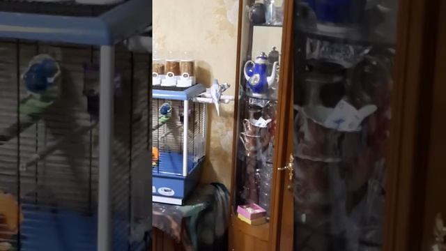 Я положил остальная кашу от птенчик а взрослый не хочет попробувать кашу